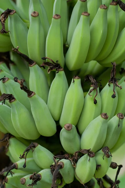 Zielone banany — Zdjęcie stockowe