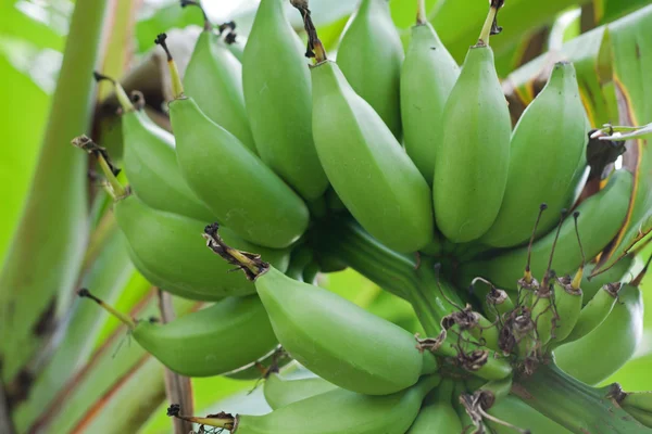 녹색 바나나 — 스톡 사진
