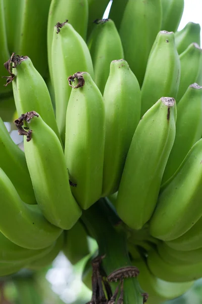 Plátanos verdes — Foto de Stock