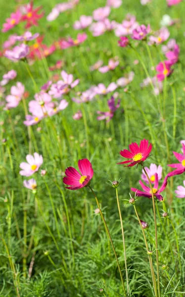 コスモスの花植物 — ストック写真