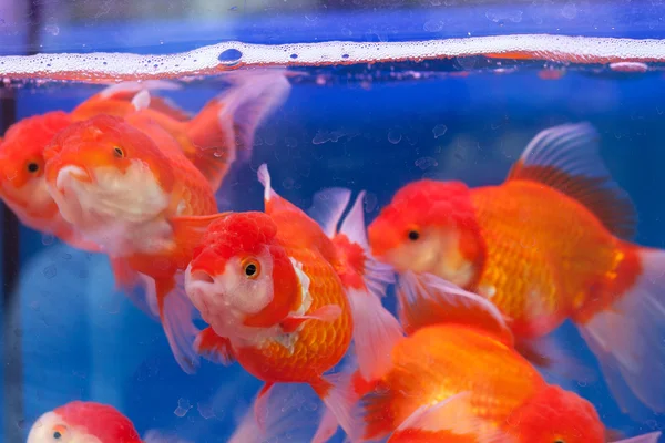 Fishtank with goldfish Stock Photo