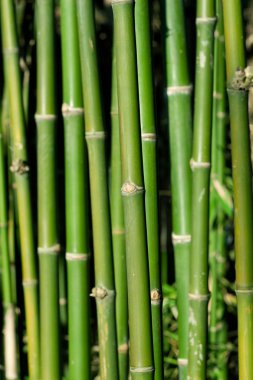 Bambu ormanı