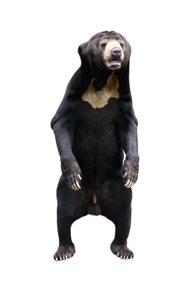 Medvěd izolovaných na bílém — Stock fotografie