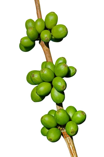 Зеленые кофейные зёрна — стоковое фото