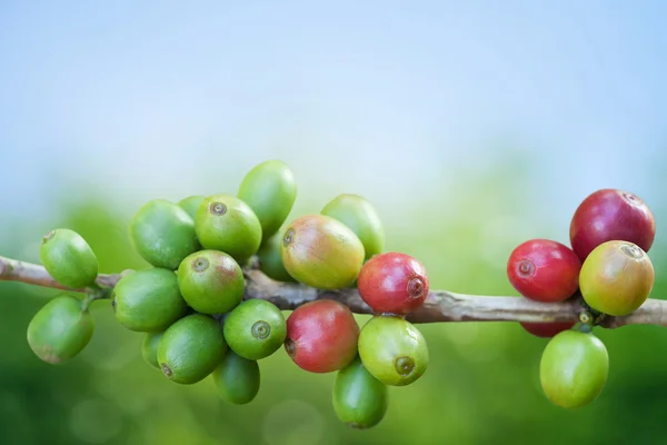 Coffee tree with ripe berries on farm — Stock Photo, Image