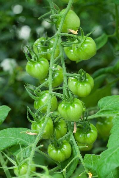 Tomate verde en planta — Foto de Stock
