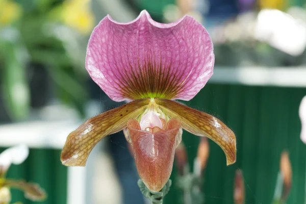 stock image Paphiopedilum sukhakulii