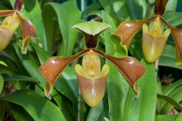 stock image Lady's slipper orchid