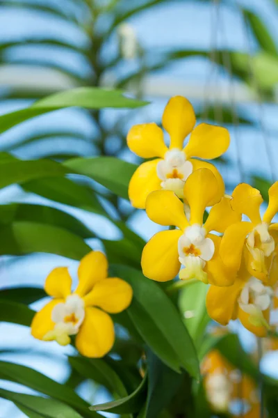 Close up of orchids — Stock Photo, Image