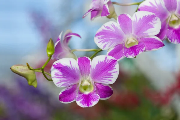 Paarse orchideeën — Stockfoto