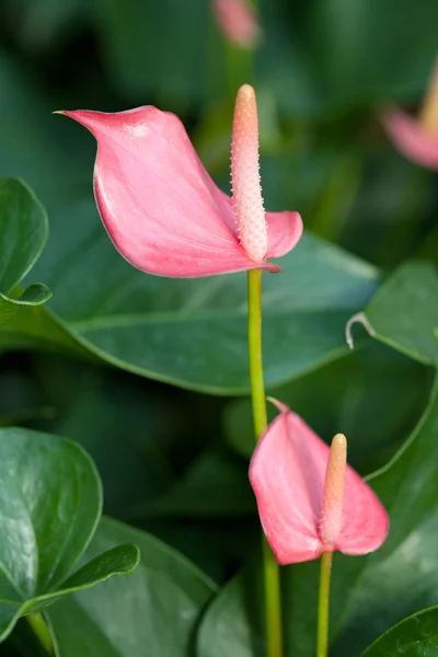 stock image Flamingo lily