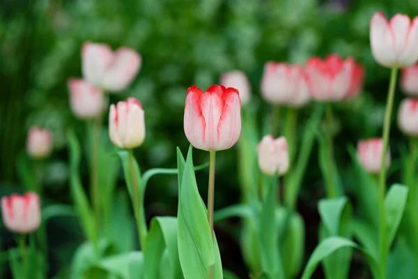 Gros plan sur les tulipes — Photo