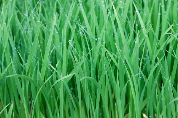 Arroz joven — Foto de Stock