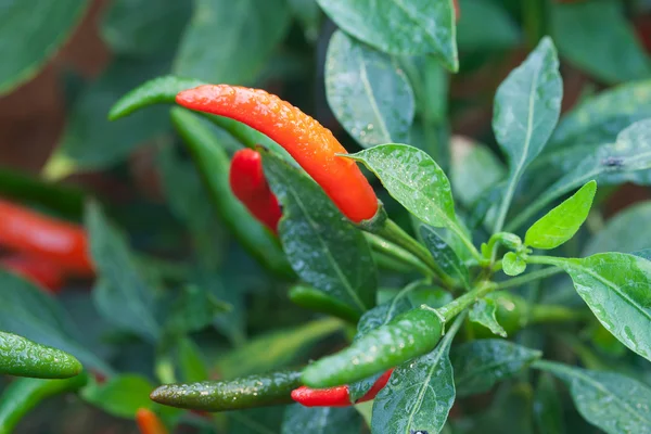 Fresh chili peppers — Stock Photo, Image
