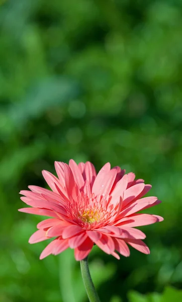 Flor de gérber — Fotografia de Stock