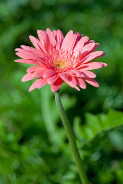 Flor de gérber — Fotografia de Stock