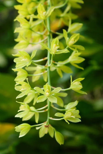 stock image Green orchid flower