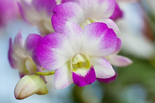 Closeup de orquídeas roxas — Fotografia de Stock