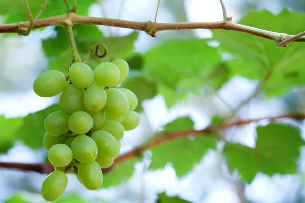 stock image Closeup of fresh grape