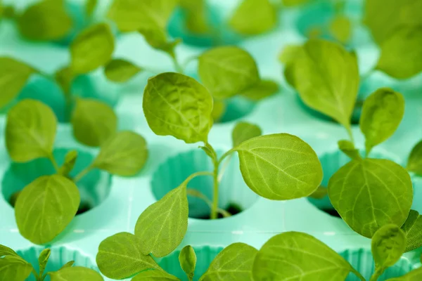 Young fresh seedling stands in pots — Stock Photo, Image