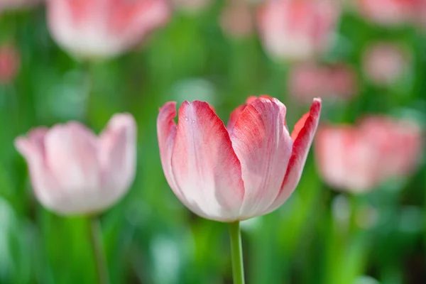 Крупним планом тюльпани — стокове фото