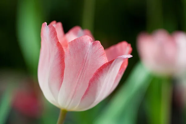Zamknięcie tulipanów — Zdjęcie stockowe