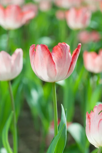 Zamknięcie tulipanów — Zdjęcie stockowe