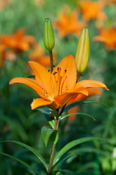 Orange lilja — Stockfoto