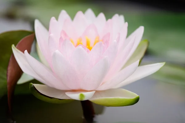 Pink water lily with lotus leaf on pond — Stock Photo, Image