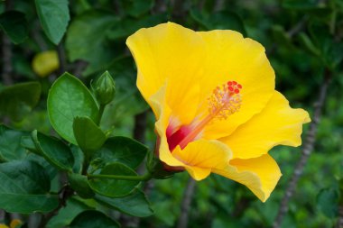 Sarı hibiscus closeup