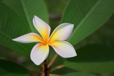 Plumeria çiçekler