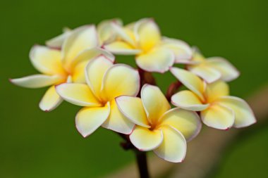 Plumeria çiçekler