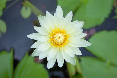 White waterlily clipart