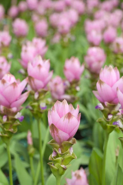 Campo rosa de Siam tulipán —  Fotos de Stock