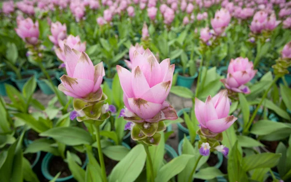 Рожевий поле Сіам tulip — стокове фото