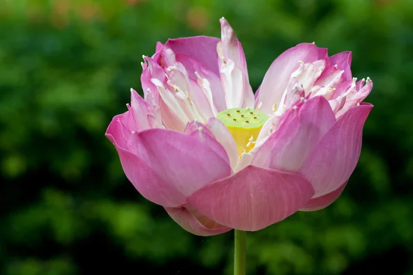 Vértes Pink Lotus — Stock Fotó