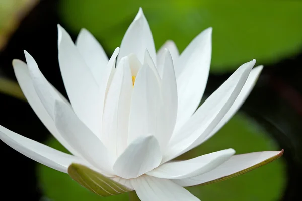Witte waterlily — Stockfoto