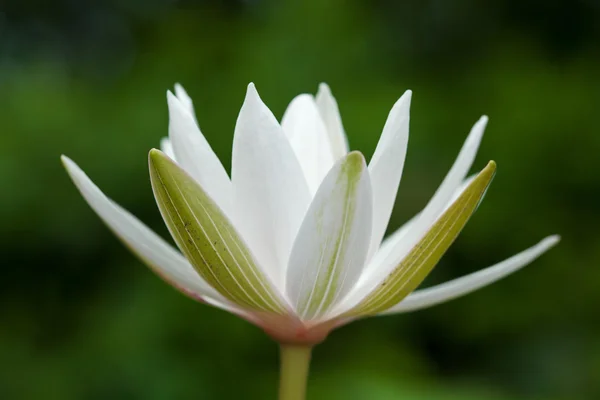 Waterlily branco — Fotografia de Stock