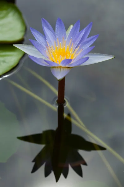 Lotus als spiegelreflectie in het water — Stockfoto