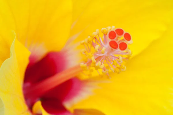 Hibisco amarelo — Fotografia de Stock