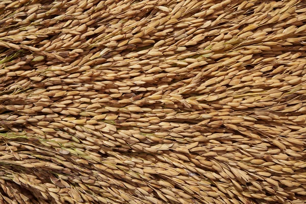 Reis Hintergrund — Stockfoto