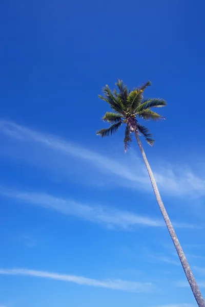 Olej kokosowy i niebieski niebo — Zdjęcie stockowe