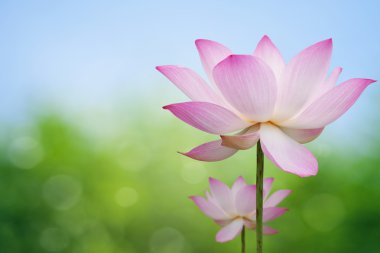 Pink lotus clipart