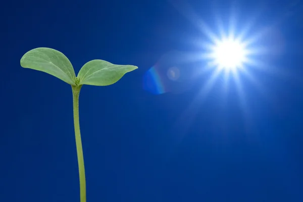 Słońce i sadzonka arbuza — Zdjęcie stockowe