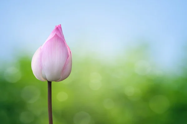 Lotus roz pe fundal de primăvară — Fotografie, imagine de stoc