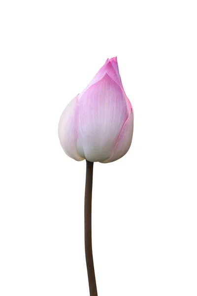 Lótus rosa isolado em branco — Fotografia de Stock