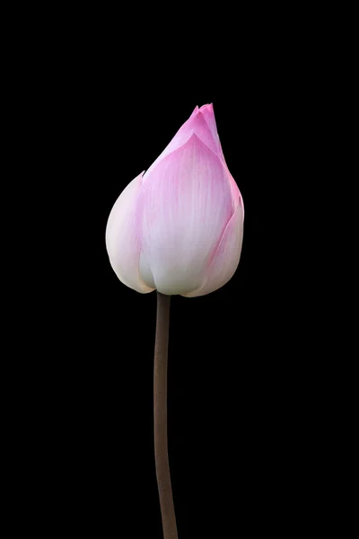 Pembe lotus siyah izole — Stok fotoğraf
