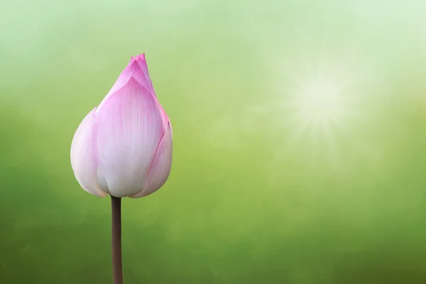 Lotus roz — Fotografie, imagine de stoc