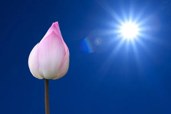 Il sole e il loto rosa — Foto Stock