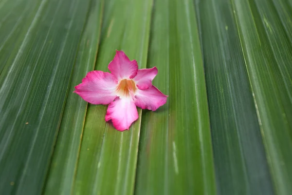 Flor rosa na folha verde — Fotografia de Stock
